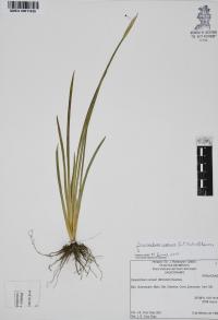 Sisyrinchium cernuum image